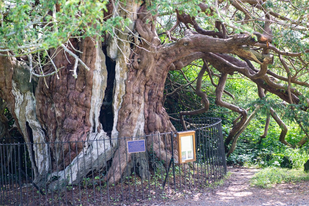 Crowhurst Yew, door in Yew tree, ancient yew with fence around it King Harold's Yew tree, ancient mystic tree