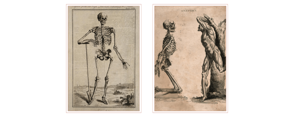From the Wellcome Collection: left a human skeleton, seen from the front resting...after Vesalius, engraving 1769 after Prevost 1762, after 1543 woodcut. Ref 36316i. right Two figures: a kneeling human skeleton, with hands tied behind its back, and an écorché figure tied to a tree-trunk. Engraving by Barlow, ca. 1800.